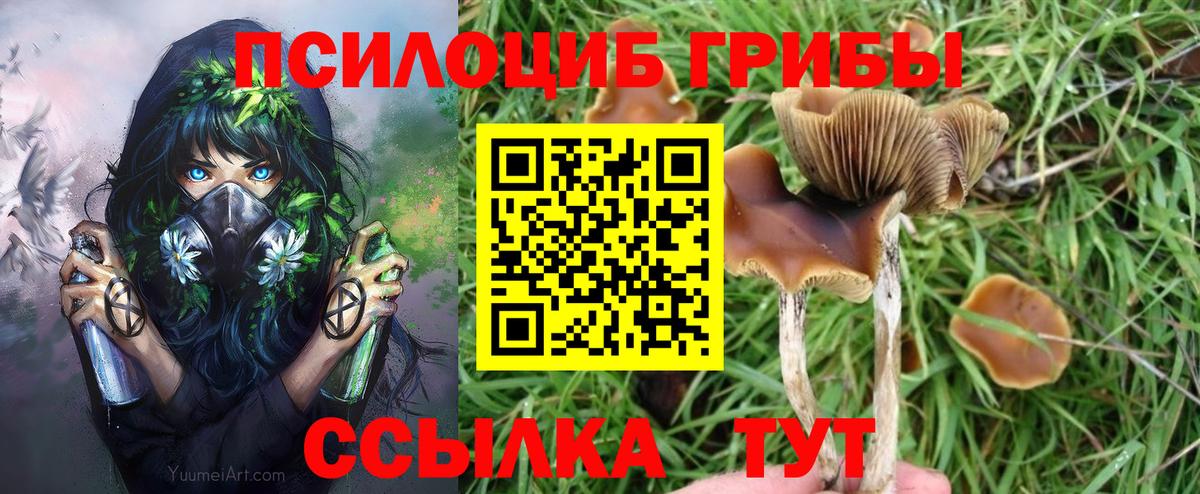 Псилоцибиновые грибы Psilocybe  Вход с VPN  Выкса 